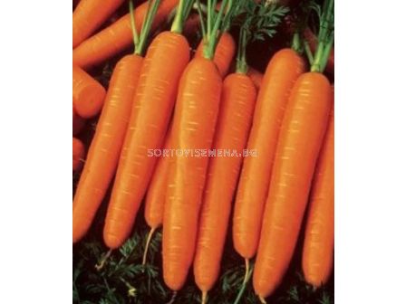 Семена моркови TAM-TAM /ZKI/ - 500 г