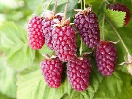 Тайбери (Rubus Tayberry)