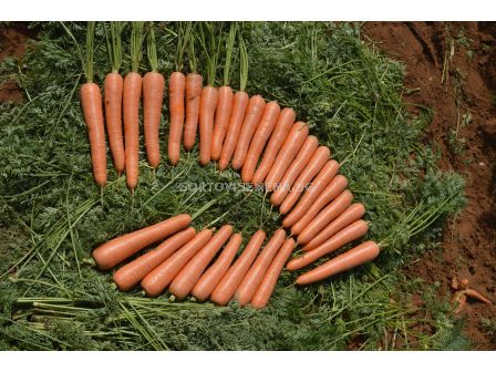 Семена за моркови НАТУНА (Natuna F1) BJ