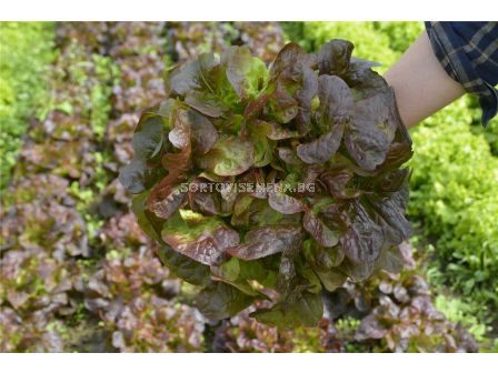 Семена Салата дъбов лист Оакли BJ