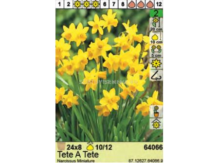 Нарцис/ Narcissus Tete A Tete - Пакет: 1 оп. - 8 бр. - 1