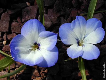 Текофилеа (Чилийски син минзухар)/ Tecophilaea cyanocrocus 'Leichtlinii - 1 бр. - 2