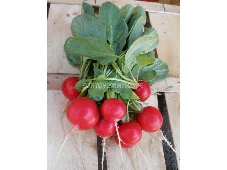 Семена репички Rosetta F1 BEJO - 10 000 семена - 7