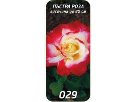 Храстовидна роза 029