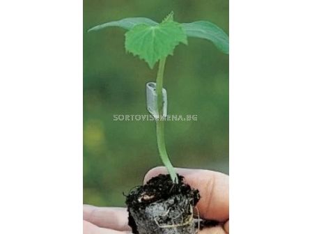 Подложка за присаждане TUNDER F1 /ZKI/- 1000 бр.