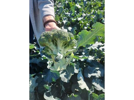 Семена Броколи THASSOS - SAKATA - 2 500 семена