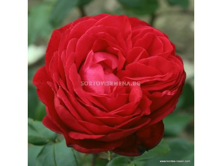 Роза Tiamo (хибридна чаена роза), серия Eleganza-Antique - Kordes - 1 брой - 2