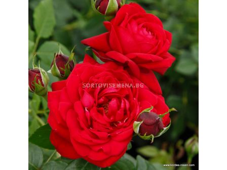 Роза Tiamo (хибридна чаена роза), серия Eleganza-Antique - Kordes - 1 брой - 1