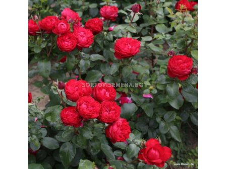 Роза Tiamo (хибридна чаена роза), серия Eleganza-Antique - Kordes - 1 брой - 5