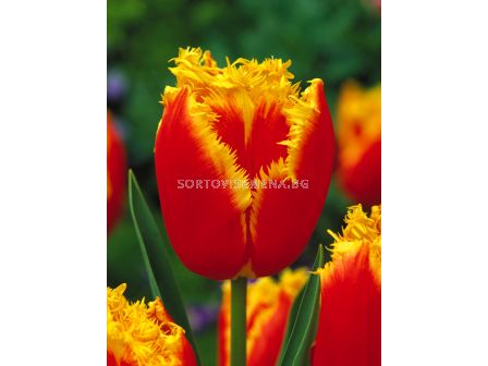 Лале fringed Tiano - 1 бр.