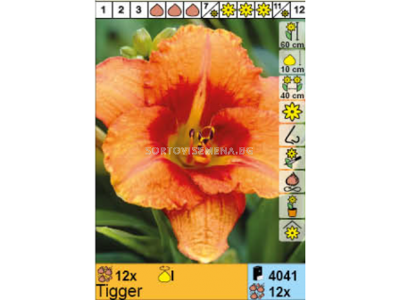 Хемерокалис Tiger/ Hemerocallis Double  - 1 брой