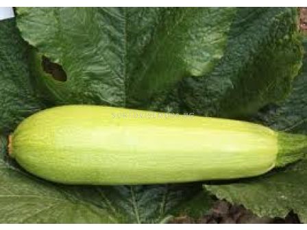 тиквички Ноур F1 - sortovisemena.bg тиквички Ноур F1