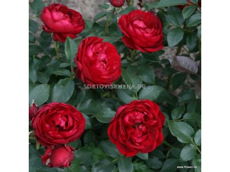 Роза Till Eulenspiegel - 1 брой - 4
