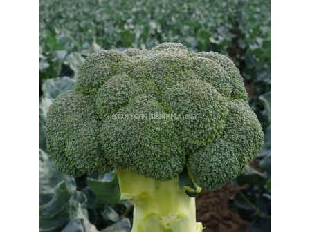 Семена броколи Титаниум F1 - 2500 семена