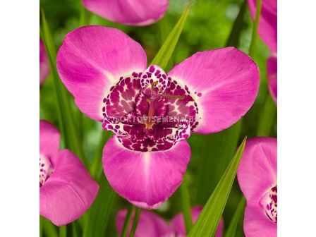 Тигридия Lilac / 1 бр