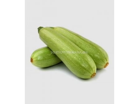 Семена тиквичка TSX-081 - 10 сем