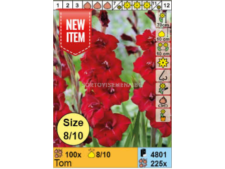 Гладиол Tom/ Gladiolus - 1 брой