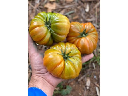 СЕМЕНА ДОМАТИ БОКАМЕГРА Х TOMATO BOCAMEGRA H - СК  - 2