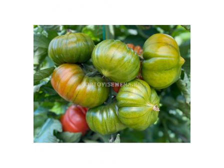 СЕМЕНА ДОМАТИ БОКАМЕГРА Х TOMATO BOCAMEGRA H - СК  - 1