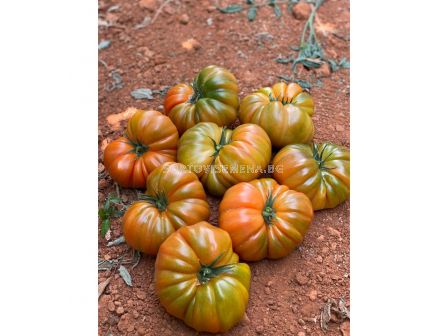 СЕМЕНА ДОМАТИ БОКАМЕГРА Х TOMATO BOCAMEGRA H - СК  - 3