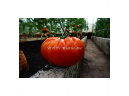 Домат Бъфало стек - TOMATO BUFFALOSTEAK H - 'SK - 10 семена - 1