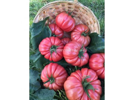 СЕМЕНА ДОМАТИ КАСАРОСА Х TOMATO CASSAROSA H - СК - 4