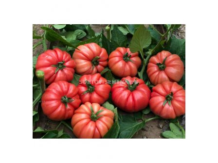 СЕМЕНА ДОМАТИ КАСАРОСА Х TOMATO CASSAROSA H - СК - 3