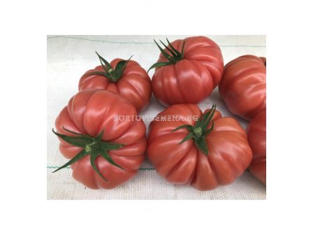 СЕМЕНА ДОМАТИ КАСАРОСА Х TOMATO CASSAROSA H - СК - 1