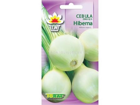 Лук /Cebula Hiberna/ TF -2 гр