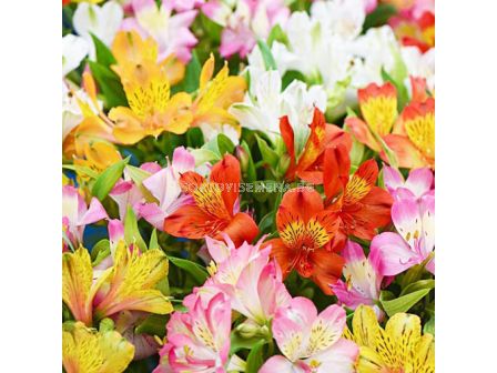 Алстромерия /Alstroemeria Ligtu-Hybrids/ 