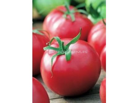 Семена домати Сайка F1 - tomato Saika F1 