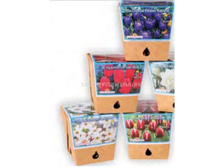 Нарцис Calgary - Пакет: 1 оп. - 8 бр. - 2