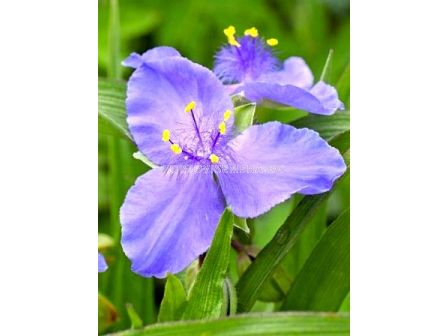 Tradescantia blue stone - 1бр