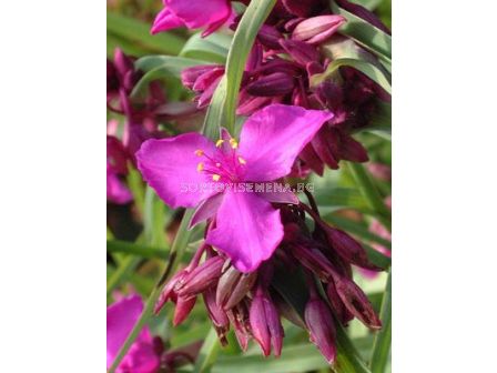 Tradescantia red grape - 1бр