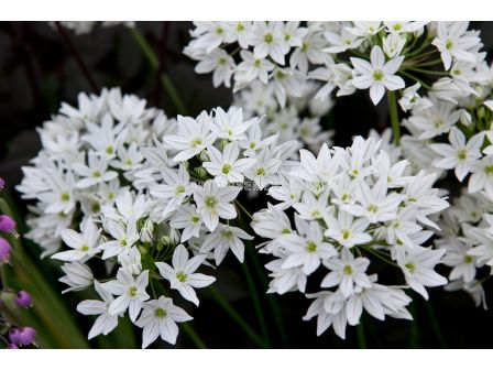 Трителея/ Triteleia 'Silver Queen - 1 бр.
