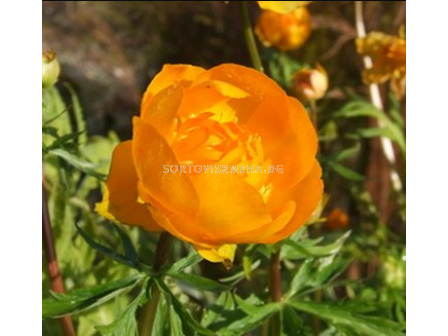 Кълбовиден цвят/ Trollius Orange Crest - 1 брой