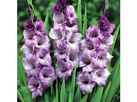 Гладиол  Blue Tropic /Gladiolus - 1 бр.