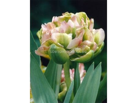 Лале Double Viri 1 бр