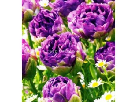лале Double late Blue Wow 