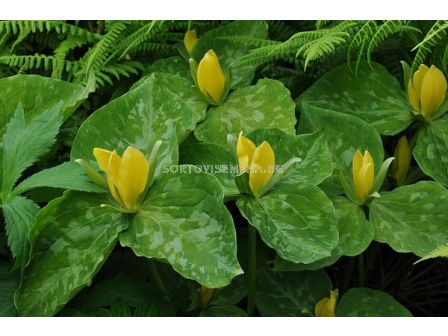 Трилиум luteum/ 1 бр