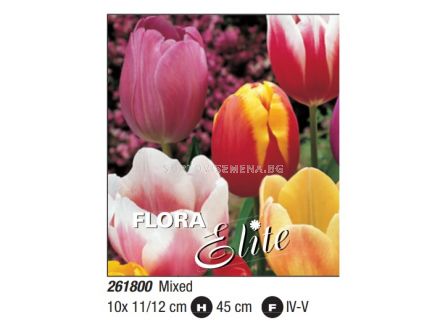 Лале Triumph Mix 11/12 (10 луковици) 