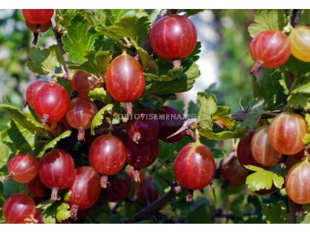 Цариградско грозде червено - Gooseberry red