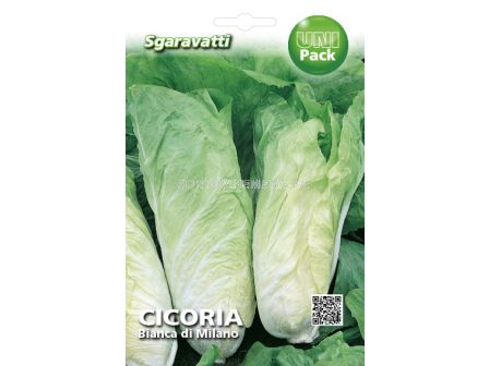 Семена Цикория (Chicory) Bianca di Milano`SG