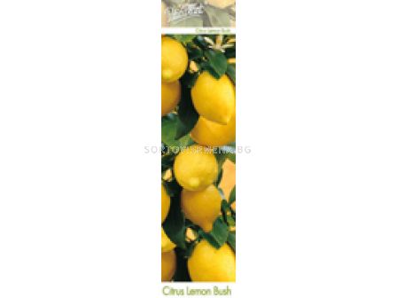 Цитрус лимон (Citris limon)