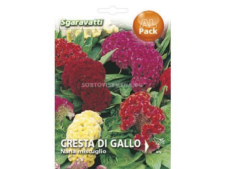 Семена Целозия - петльов гребен `SG - Celosia `SG 