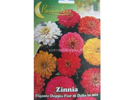 Семена Циния едроцветна - Zinnia colorful
