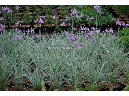 Тулбагия /Tulbaghia violacea 'Silver / 1 бр