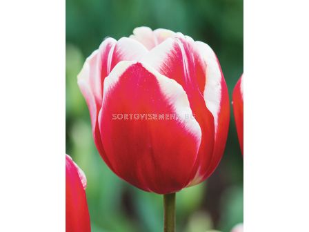 Лале/ Tulipa Furand - 1 бр.