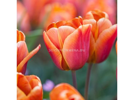 Лале /Tulip ''Cairo'/ 1 бр