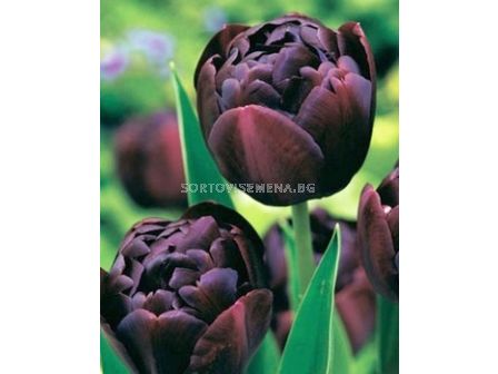 Лале Double Late Black Hero 